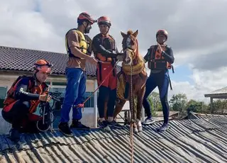 Égua Caramelo é resgatada de telhado de casa no Rio Grande do Sul