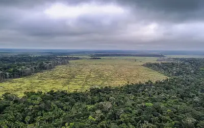 Ipam e Banco Mundial lançam plataforma sobre desmatamento na Amazônia