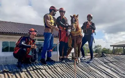 Égua Caramelo é resgatada de telhado de casa no Rio Grande do Sul