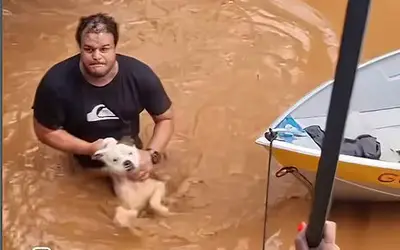 Mais de 10 mil animais já foram resgatados das enchentes do RS